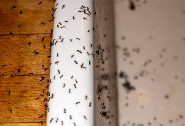 Pest Prevention Services in Beckett Ridge, OH