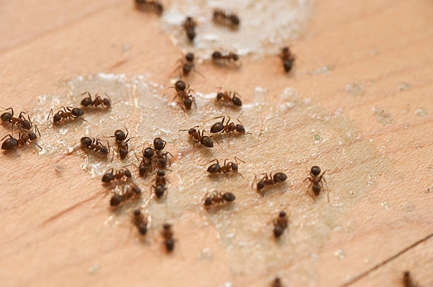 Best Pest Removal Services  in Beckett Ridge, OH