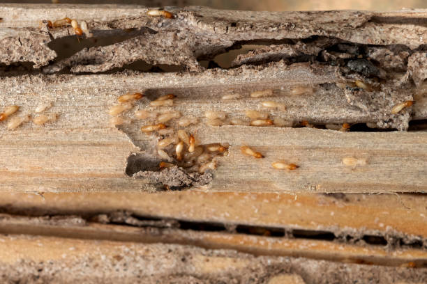 Best Residential Pest Control  in Beckett Ridge, OH